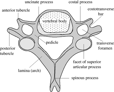 2. Central Nervous System | Radiology Review Manual (Dahnert, Radiology ...