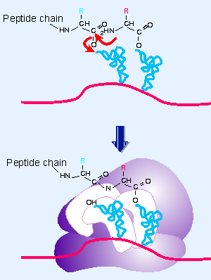 translocation ribosome peptide peptidyl site trna moves bond formation reaction takes figure place