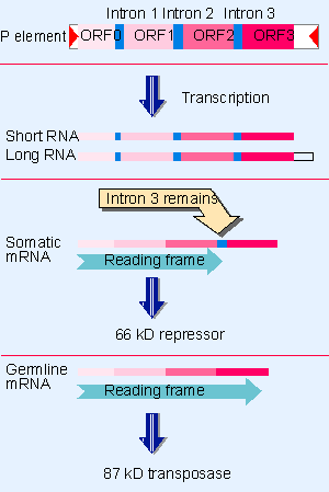 p element transposon